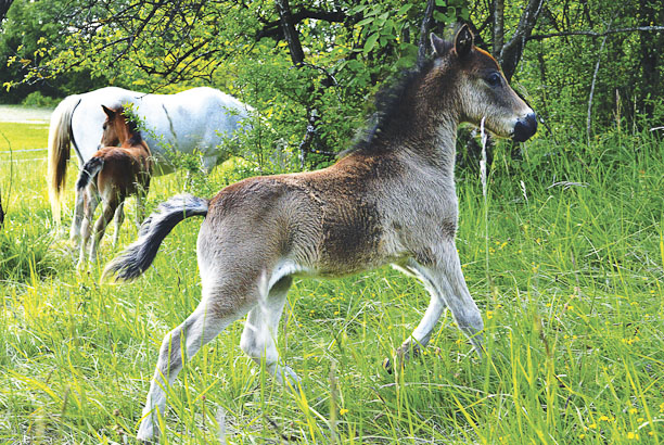 Vacances-passion - Centre équestre Cheval Bugey - Ceyzériat - Ain