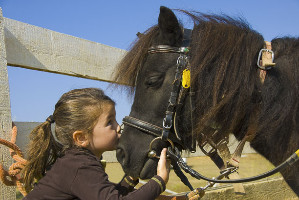 Vacances pour tous - colonies de vacances  - Chevillon - Mon premier poney et les animaux de la ferme