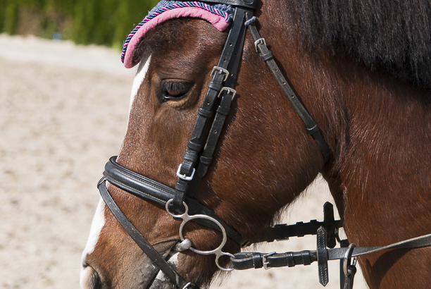 Vacances-passion - Les écuries de l'Odon - Baron-sur-Odon - Calvados