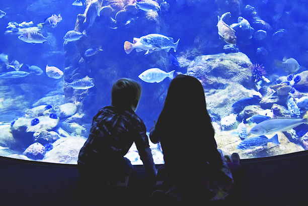 Vacances-passion - Les Moussaillons - Préfailles - Loire-Atlantique