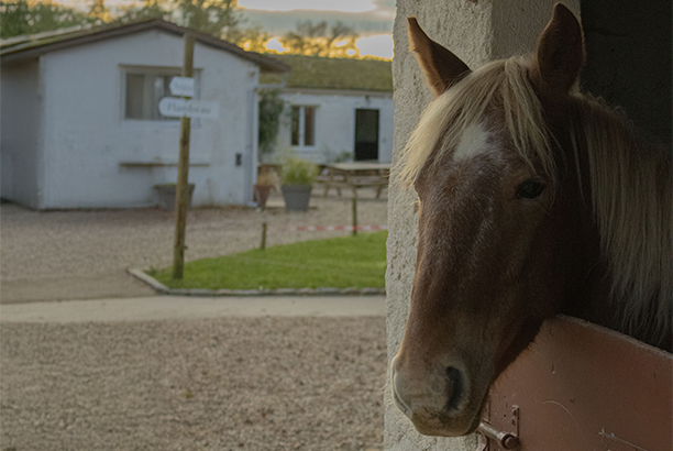 Vacances-passion - Domaine équestre de Chevillon - Charny-Orée-de-Puisaye - Yonne