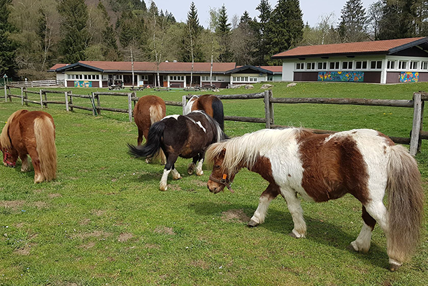 Vacances pour tous - colonies de vacances  - Annecy - Les poneys de la Y'Haute