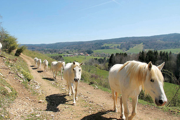 Vacances pour tous - colonies de vacances  - Chaux-Neuve - Randonnée cheval nature