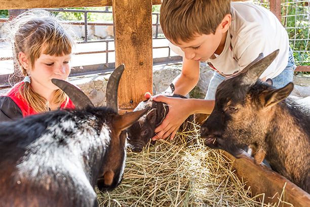 Vacances-passion - Ferme pédagogique du Pichet - Norroy-sur-Vair - Vosges