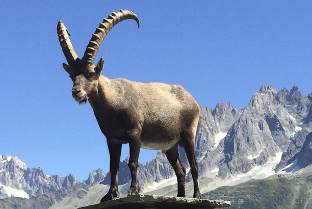 Vacances-passion - Montvauthier - Vallée de Chamonix/Montvauthier - Haute-Savoie